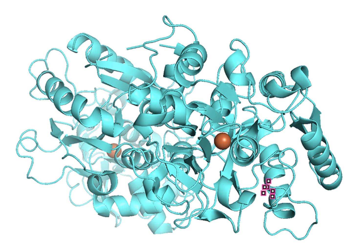 Hydrophobic mutants of proteins